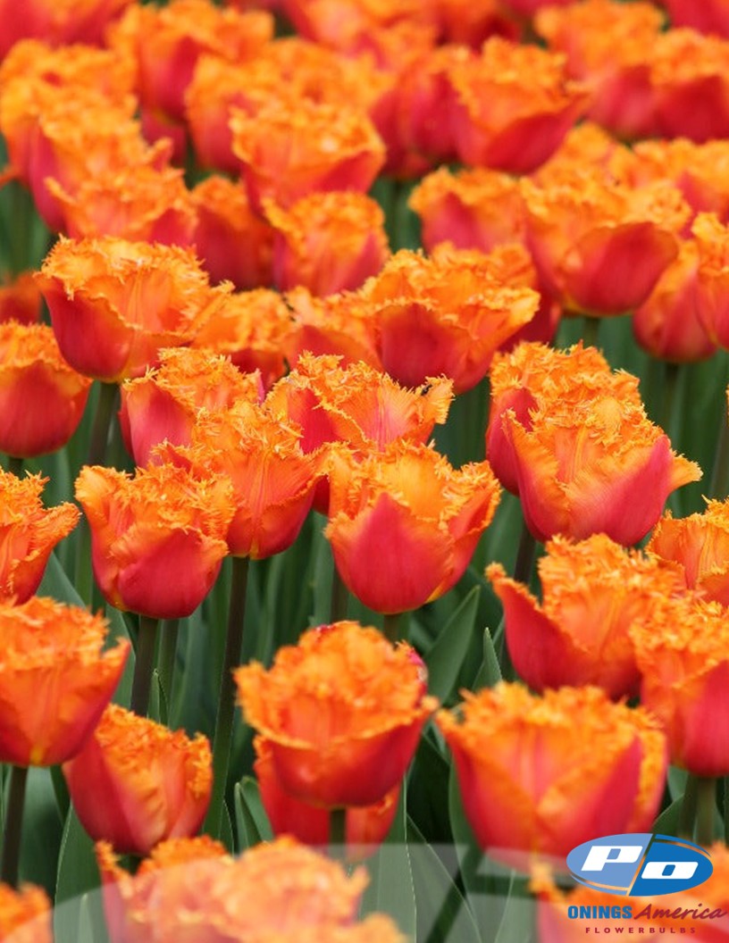 Ogene - Tulips Photo #2