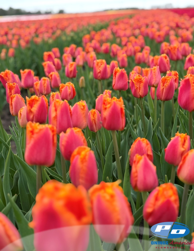 Ogene - Tulips Photo #1
