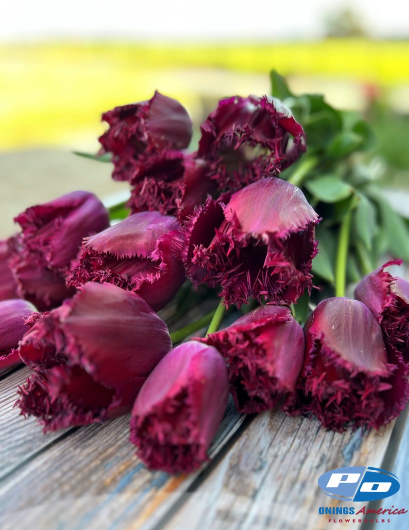 Purple Crystal - Tulips Photo #2