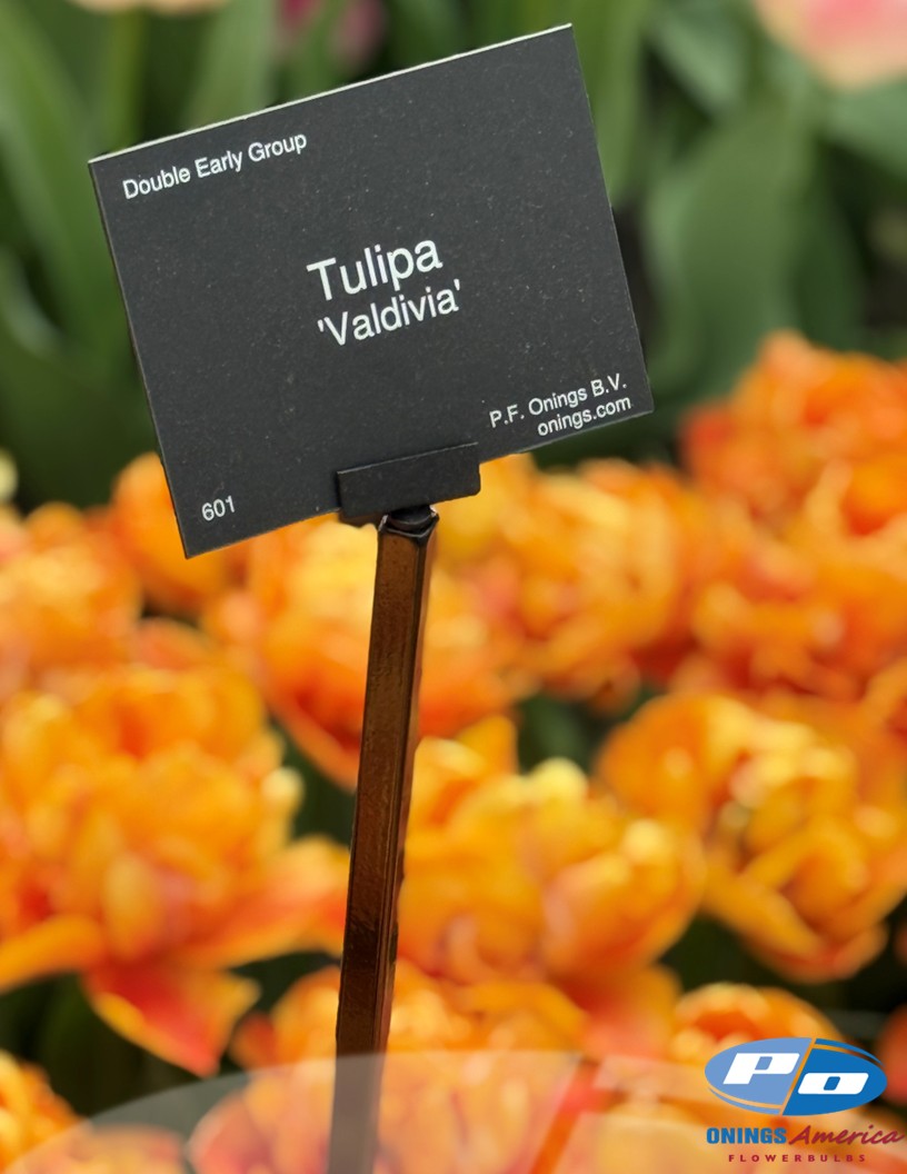 Valdivia - Tulips Photo #2