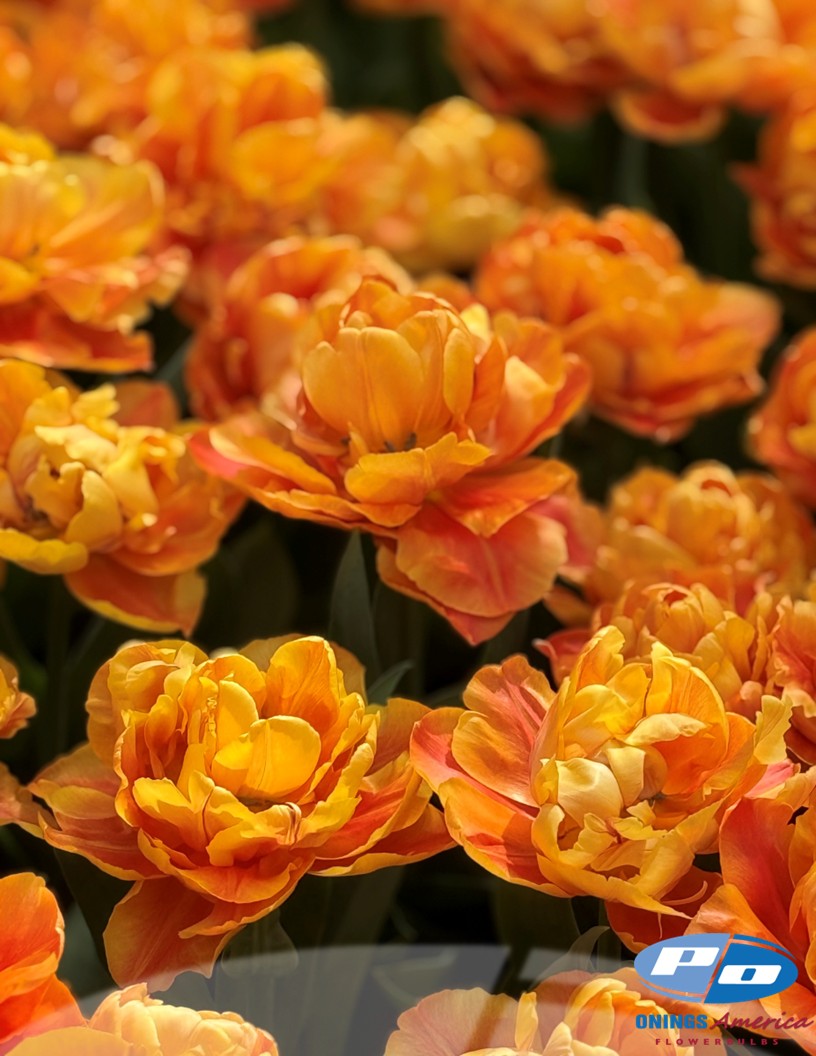 Valdivia - Tulips Photo #2