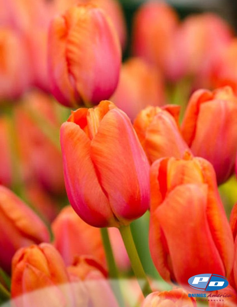 Avignon - Tulips