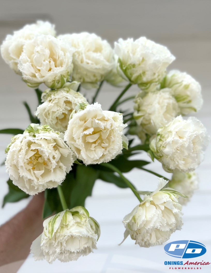 Snow Crystal - Tulips Photo #2