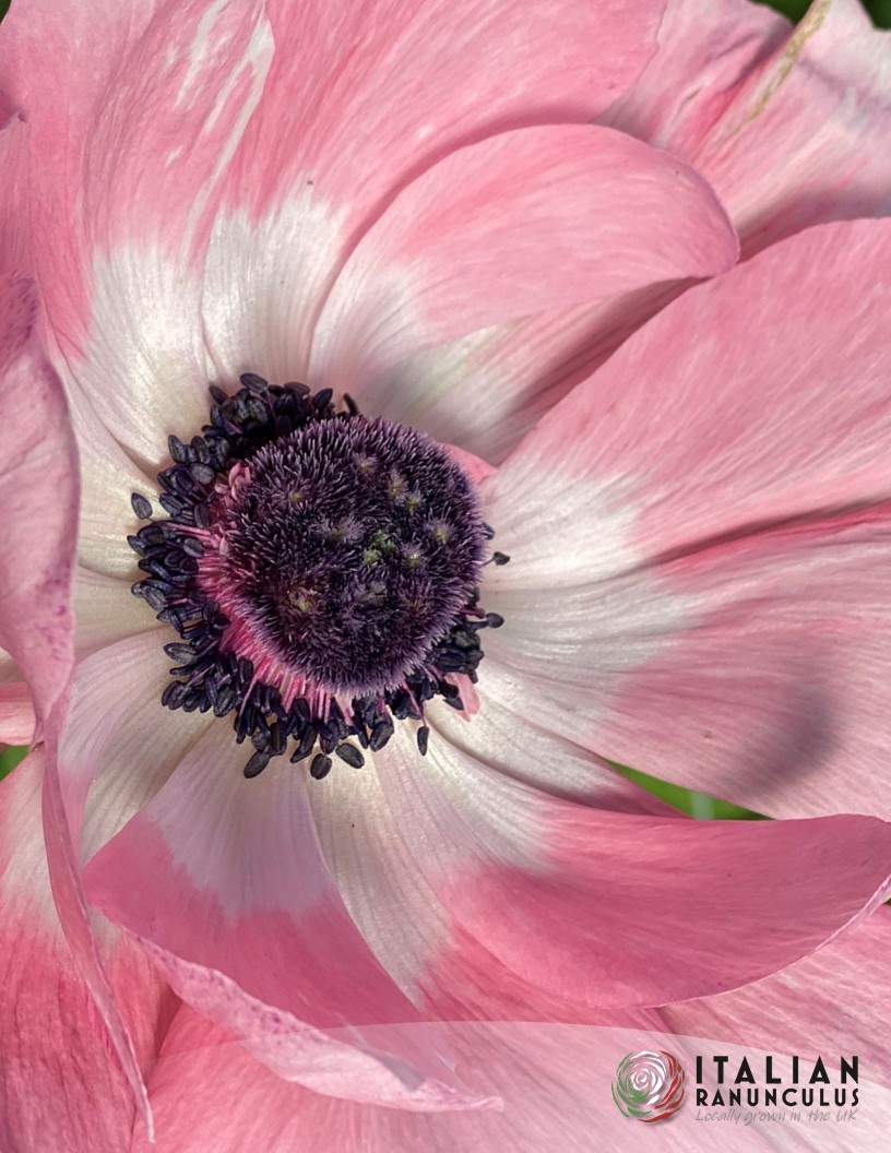 Mistral Rosa Chiaro - Mistral Anemone Photo #2
