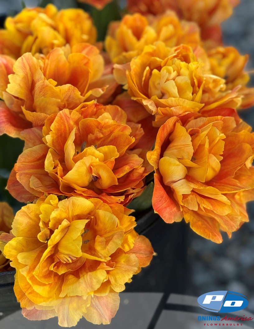 Valdivia - Tulips Photo #2