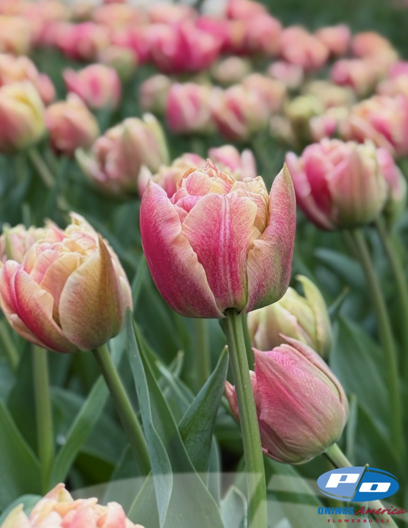 Verona Sunrise - Tulips Photo #2