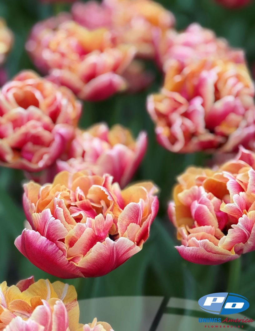Verona Sunrise - Tulips Photo #2
