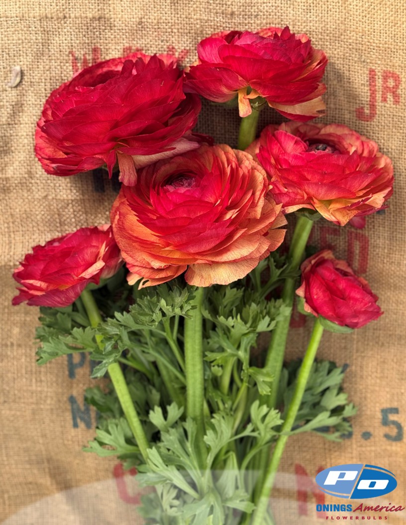 Cloni Success Vintage 778 PC - Cloni® Ranunculus Photo #2