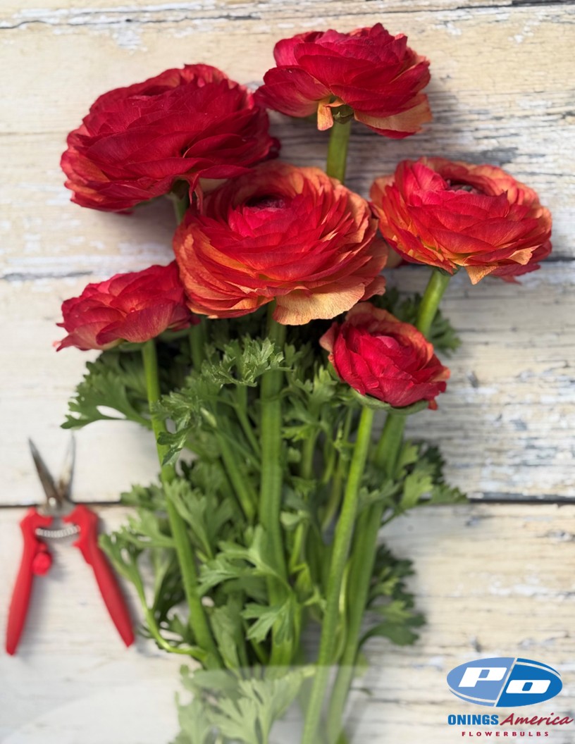 Cloni Success Vintage 778 PC - Cloni® Ranunculus Photo #2