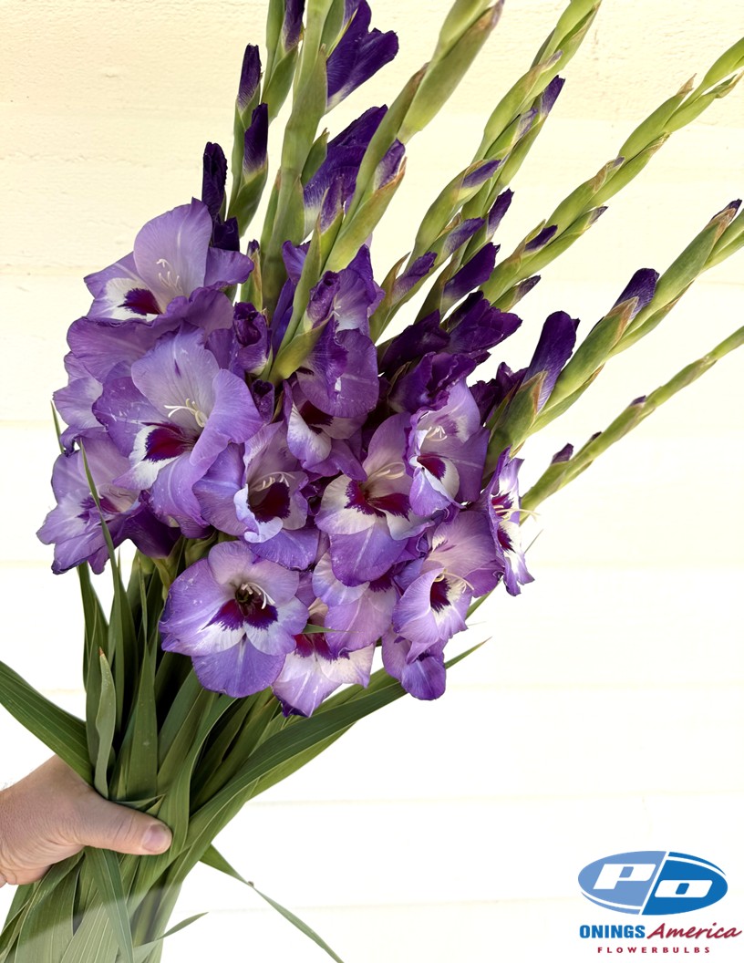 Vista - Gladiolus Photo #2