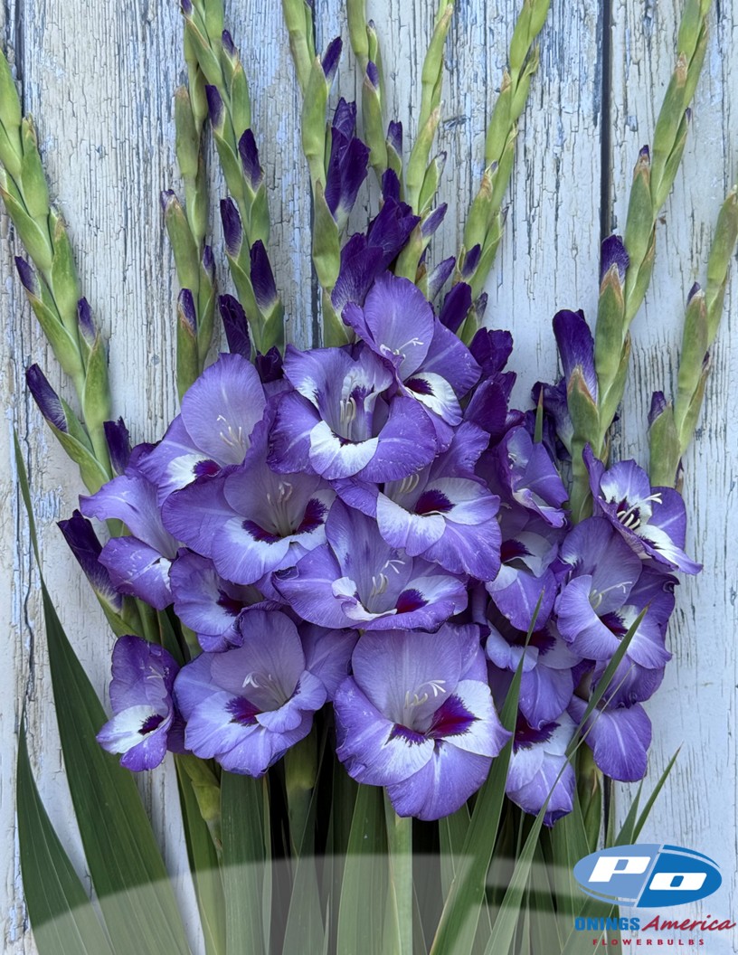 Vista - Gladiolus Photo #1