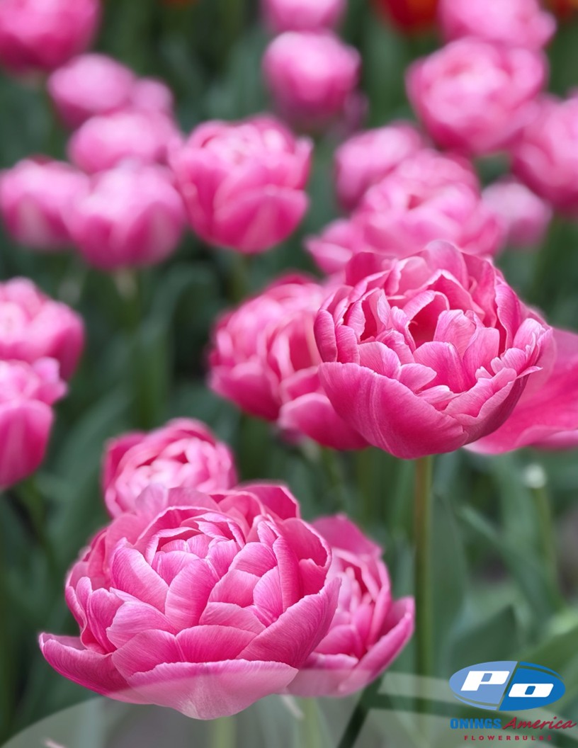 Voque - Tulips Photo #2
