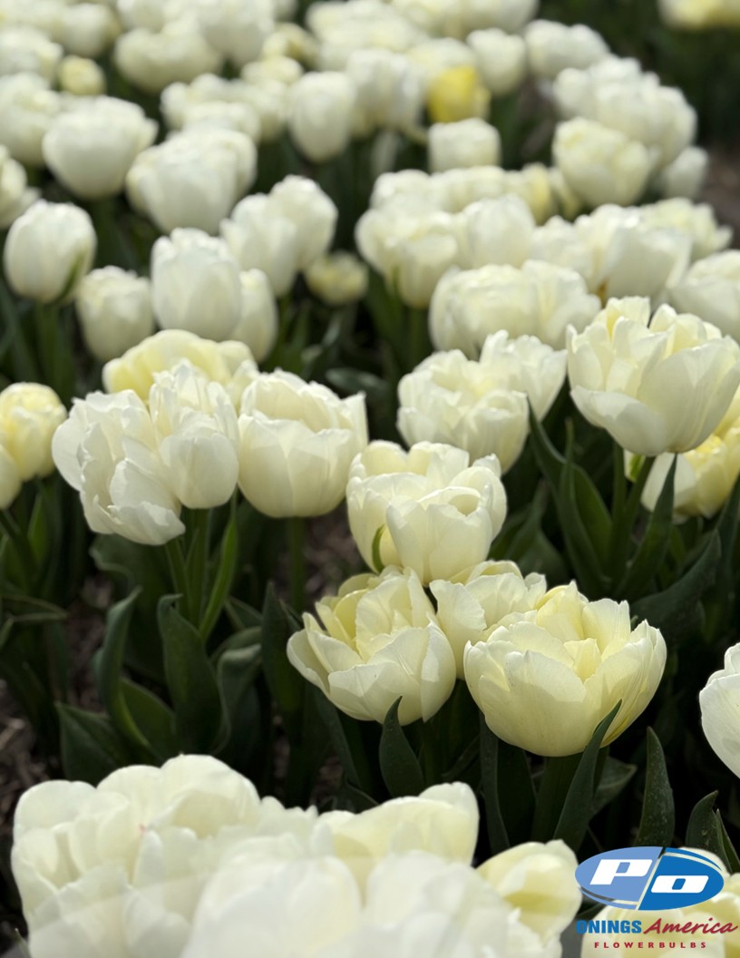 White Tiger - Tulips Photo #2