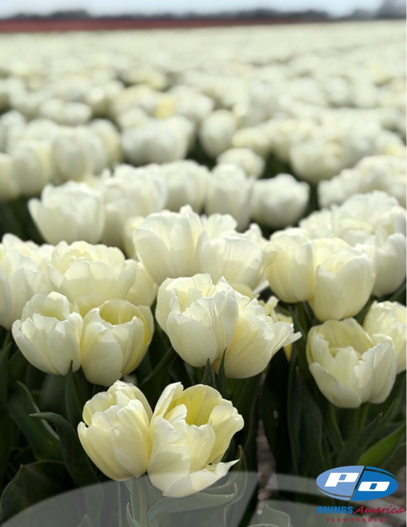 White Tiger - Tulips Photo #1