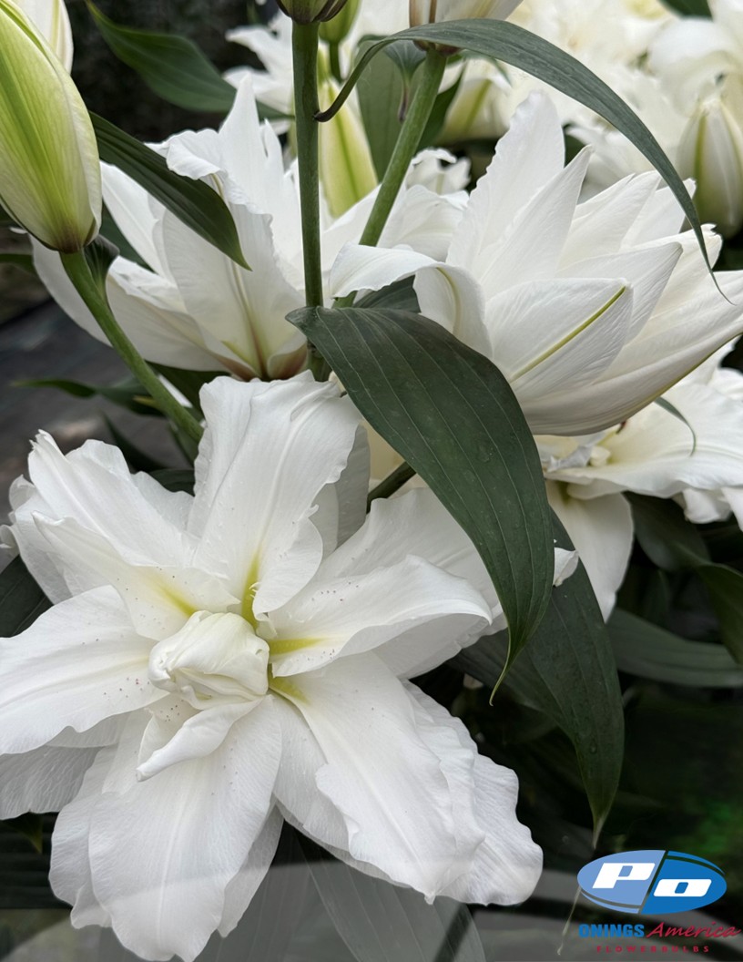 White Tornado - Double / Pollen-less Oriental Hybrid Lilies Photo #2