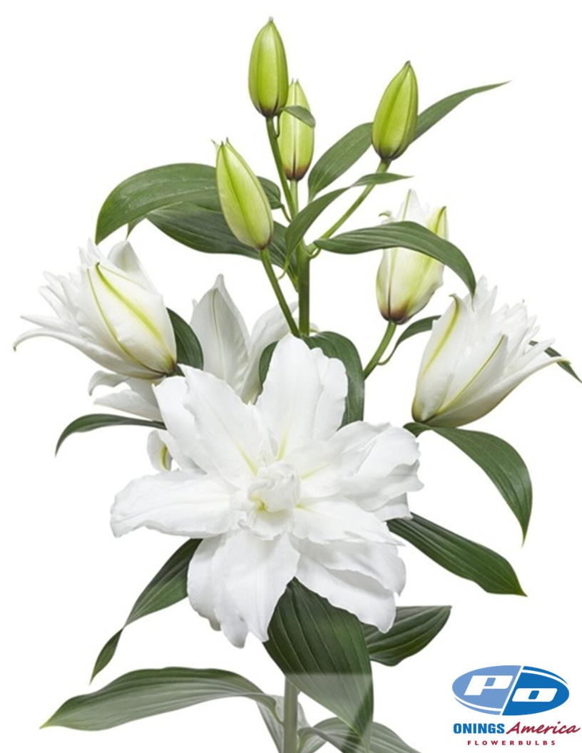 White Tornado - Double / Pollen-less Oriental Hybrid Lilies Photo #1