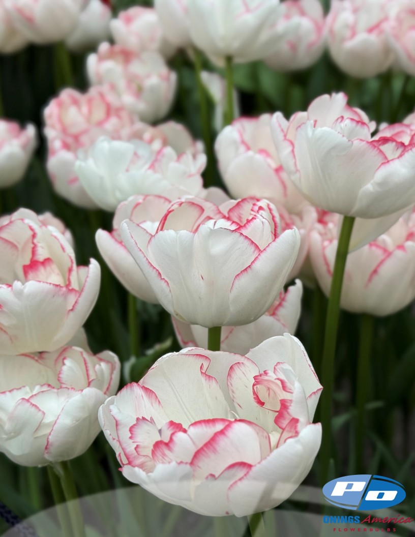 Wild Romance - Tulips Photo #2