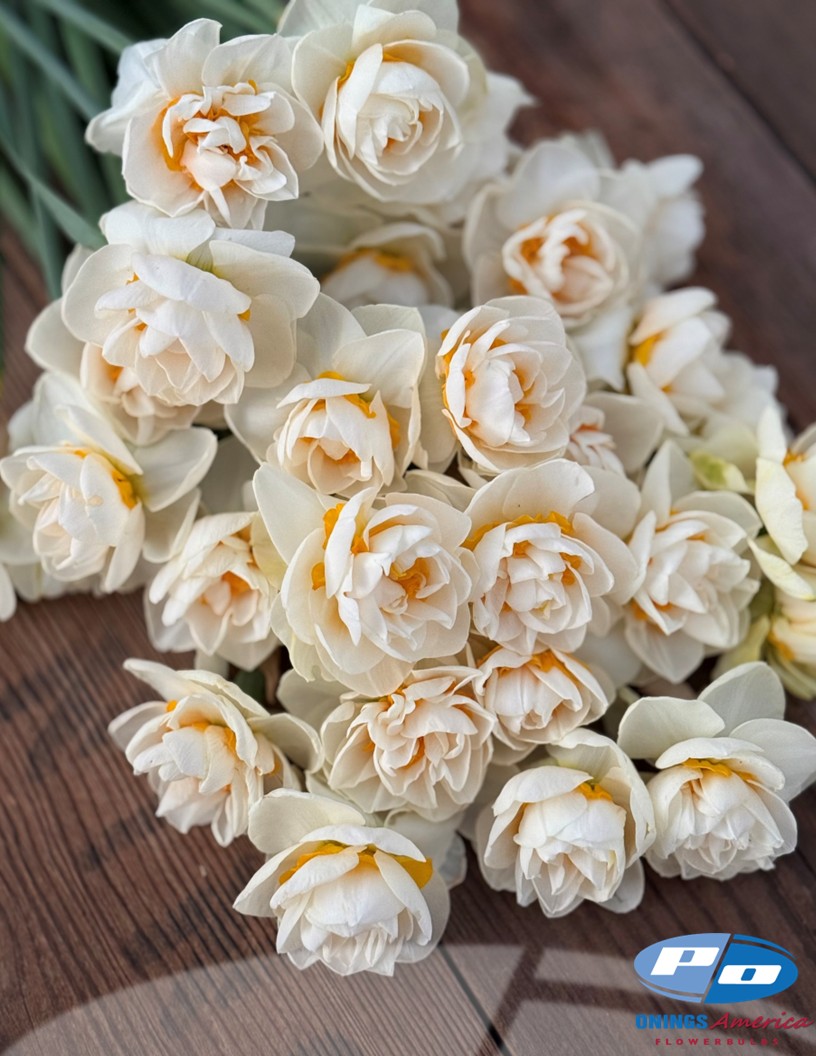 Yosemite Valley - Daffodils Photo #2