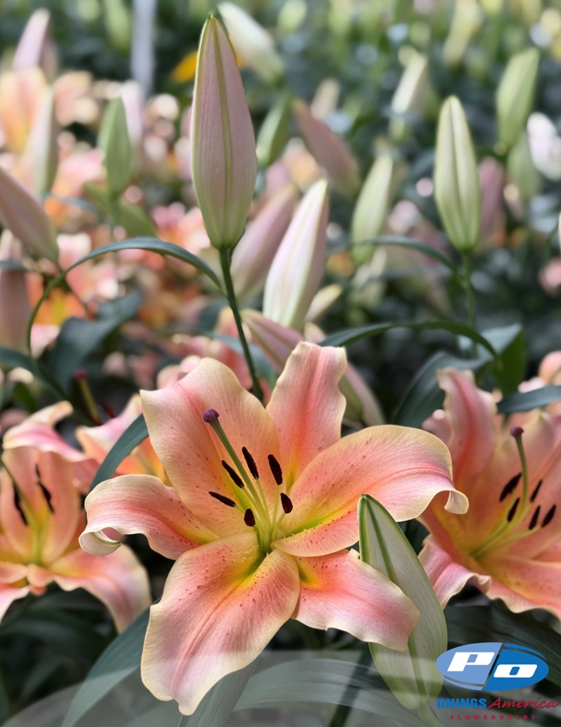 Zelmira - OxT Hybrid Lilies Photo #2