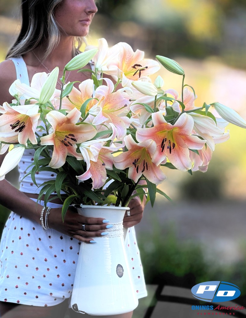 Zelmira - OxT Hybrid Lilies Photo #2