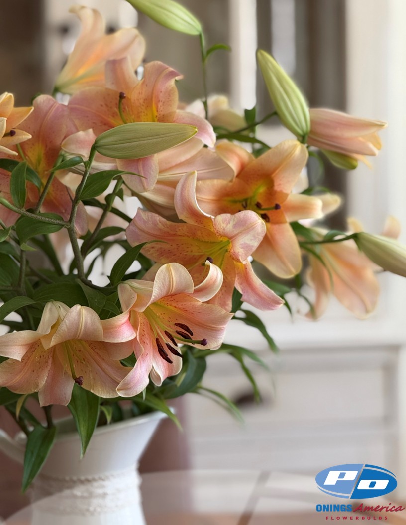 Zelmira - OxT Hybrid Lilies Photo #2