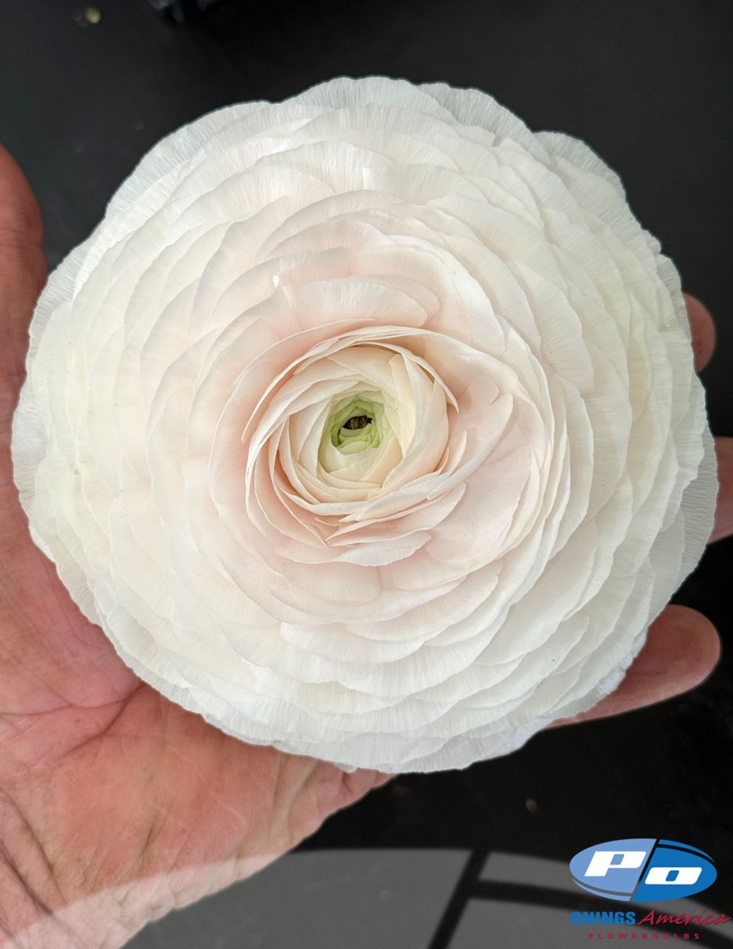Cloni Success Hanoi - Cloni® Ranunculus Photo #2